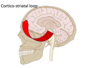 Cortico-striatal loop 
 
