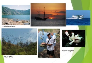 STROMATOLITES
FRUIT BATS
Clown frog fish
 