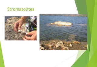 Stromatolites
 