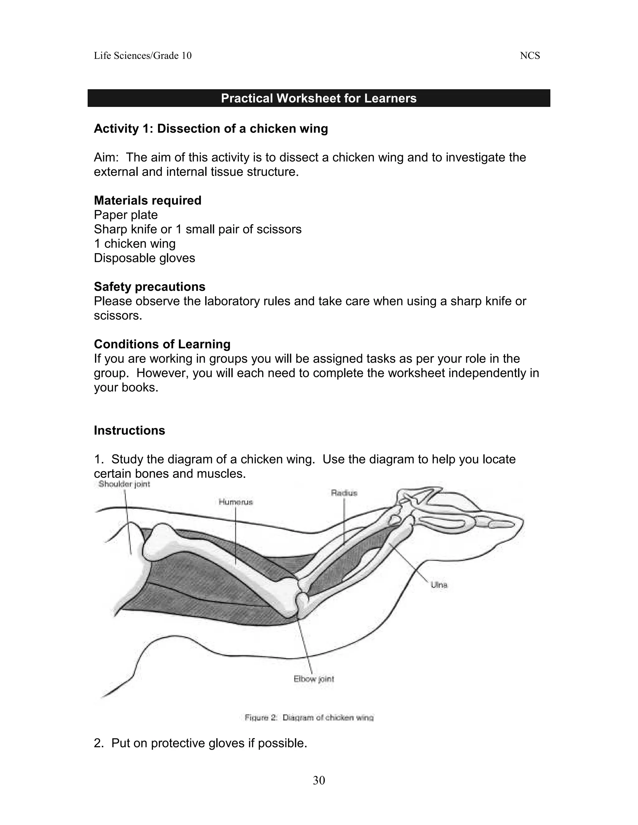 Life Sciences/Grade 10 NCS
30
Practical Worksheet for Learners
Activity 1: Dissection of a chicken wing
Aim: The aim of this activity is to dissect a chicken wing and to investigate the
external and internal tissue structure.
Materials required
Paper plate
Sharp knife or 1 small pair of scissors
1 chicken wing
Disposable gloves
Safety precautions
Please observe the laboratory rules and take care when using a sharp knife or
scissors.
Conditions of Learning
If you are working in groups you will be assigned tasks as per your role in the
group. However, you will each need to complete the worksheet independently in
your books.
Instructions
1. Study the diagram of a chicken wing. Use the diagram to help you locate
certain bones and muscles.
2. Put on protective gloves if possible.
 