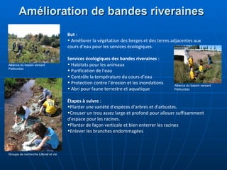     Amélioration de bandes riveraines  But  : Améliorer la végétation des berges et des terres adjacentes aux cours d’eau pour les services écologiques. Services écologiques des bandes riveraines  : Habitats pour les animaux Purification de l’eau Contrôle la température du cours d’eau Protection contre l’érosion et les inondations Abri pour faune terrestre et aquatique Étapes à suivre  :  Planter une variété d'espèces d'arbres et d'arbustes. Creuser un trou assez large et profond pour allouer suffisamment d'espace pour les racines.  Planter de façon verticale et bien enterrer les racines Enlever les branches endommagées Groupe de recherche Littoral et vie Alliance du bassin versant Petitcodiac Alliance du bassin versant Petitcodiac 