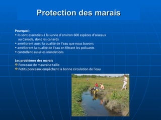 Protection des marais Pourquoi : ils   sont essentiels à la survie d’environ 600 espèces d’oiseaux  au Canada, dont les canards améliorent aussi la qualité de l’eau que nous buvons améliorent la qualité de l'eau   en filtrant les polluants contrôlent aussi les inondations Les problèmes des marais Ponceaux de mauvaise taille Petits ponceaux empêchent la bonne circulation de l'eau 