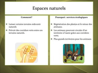 Espaces naturels Comment? Laisser certains terrains redevenir naturels Prévoir des corridors verts entre ces terrains naturels. Pourquoi : services écologiques Régénération des plantes et le retour des animaux. Les animaux pourront circuler d’un territoire à l’autre grâce aux corridors verts. Plus grands territoires pour les animaux 