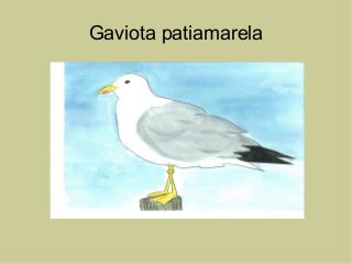 Gaviota patiamarela