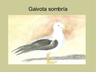Gaivota sombría