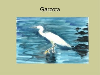 Garzota