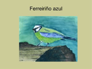 Ferreiriño azul
