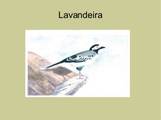 Lavandeira