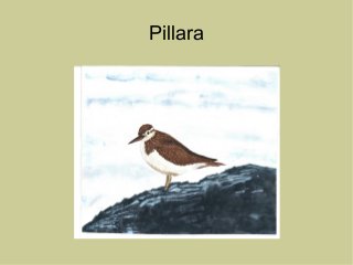 Pillara