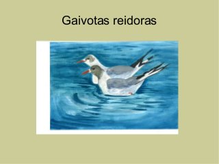 Gaivotas reidoras