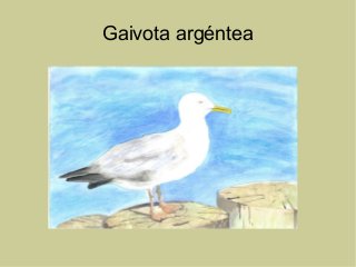 Gaivota argéntea
 