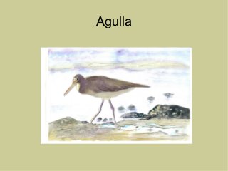 Agulla
 
