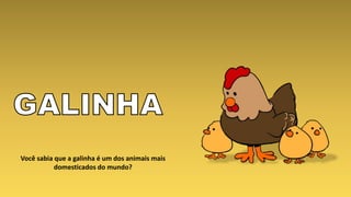 Você sabia que a galinha é um dos animais mais
domesticados do mundo?
 