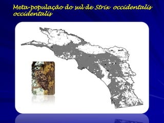 Meta-população do sul de Strix occidentalis
occidentalis
 