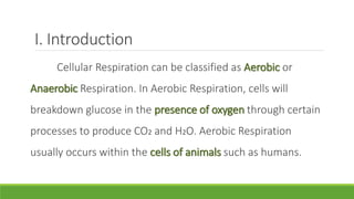 I. Introduction
Cellular Respiration can be classified as Aerobic or
Anaerobic Respiration. In Aerobic Respiration, cells will
breakdown glucose in the presence of oxygen through certain
processes to produce CO2 and H2O. Aerobic Respiration
usually occurs within the cells of animals such as humans.
 