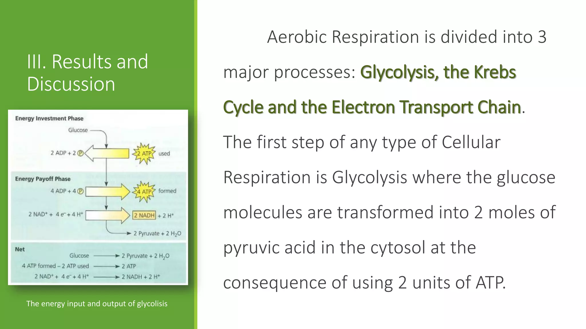 Aerobic Respiration is divided into 3
III. Results and                            major processes: Glycolysis, the Krebs
Discussion
                                            Cycle and the Electron Transport Chain.
                                            The first step of any type of Cellular
                                            Respiration is Glycolysis where the glucose
                                            molecules are transformed into 2 moles of
                                            pyruvic acid in the cytosol at the
                                            consequence of using 2 units of ATP.
The energy input and output of glycolisis
 