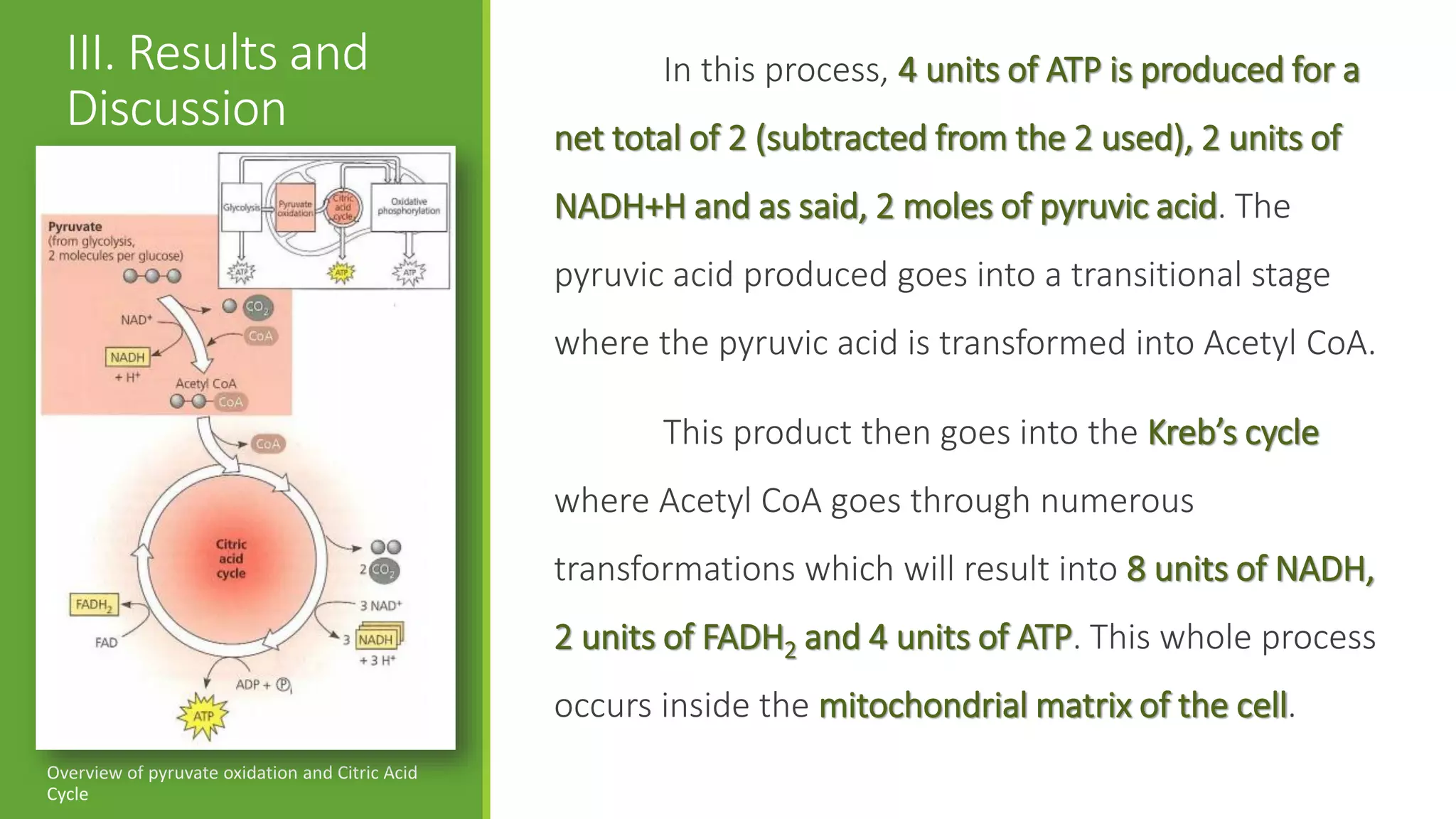 III. Results and                                      In this process, 4 units of ATP is produced for a
  Discussion                                     net total of 2 (subtracted from the 2 used), 2 units of
                                                 NADH+H and as said, 2 moles of pyruvic acid. The
                                                 pyruvic acid produced goes into a transitional stage
                                                 where the pyruvic acid is transformed into Acetyl CoA.

                                                        This product then goes into the Kreb’s cycle
                                                 where Acetyl CoA goes through numerous
                                                 transformations which will result into 8 units of NADH,
                                                 2 units of FADH2 and 4 units of ATP. This whole process
                                                 occurs inside the mitochondrial matrix of the cell.
Overview of pyruvate oxidation and Citric Acid
Cycle
 