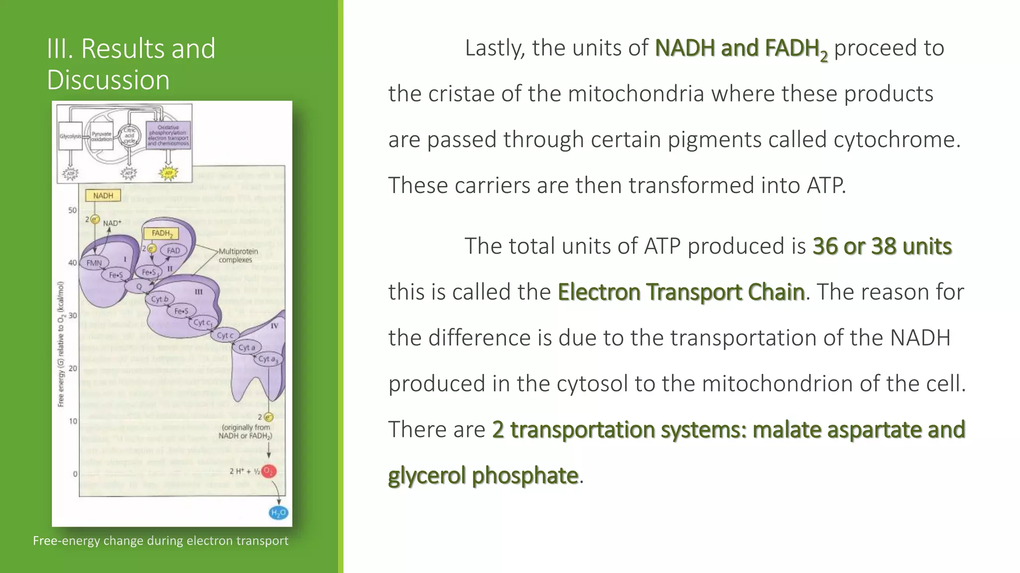 III. Results and                                    Lastly, the units of NADH and FADH2 proceed to
  Discussion                                   the cristae of the mitochondria where these products
                                               are passed through certain pigments called cytochrome.
                                               These carriers are then transformed into ATP.

                                                      The total units of ATP produced is 36 or 38 units
                                               this is called the Electron Transport Chain. The reason for
                                               the difference is due to the transportation of the NADH
                                               produced in the cytosol to the mitochondrion of the cell.
                                               There are 2 transportation systems: malate aspartate and
                                               glycerol phosphate.

Free-energy change during electron transport
 