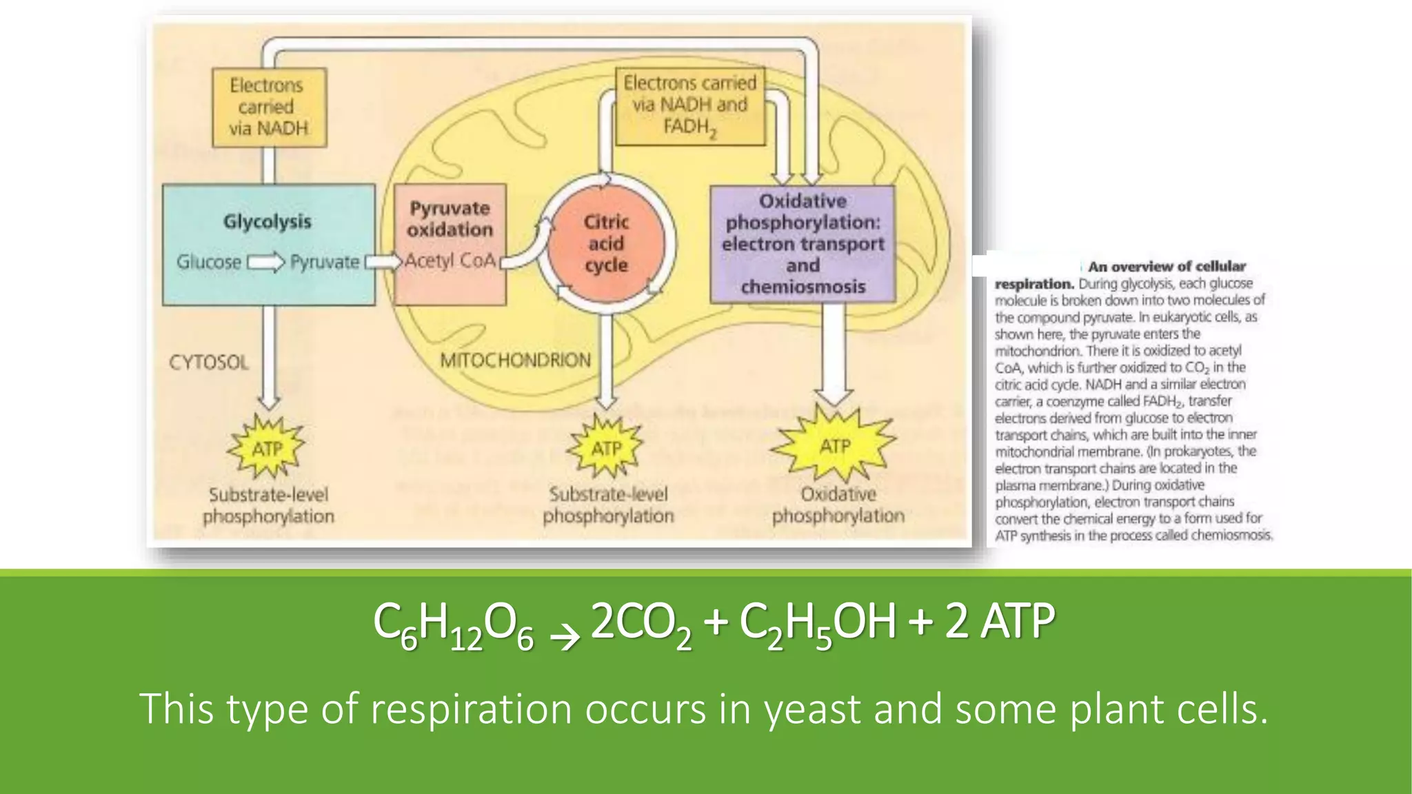 C6H12O6  2CO2 + C2H5OH + 2 ATP
This type of respiration occurs in yeast and some plant cells.
 