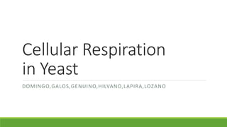 Cellular Respiration
in Yeast
DOMINGO,GALOS,GENUINO,HILVANO,LAPIRA,LOZANO
 