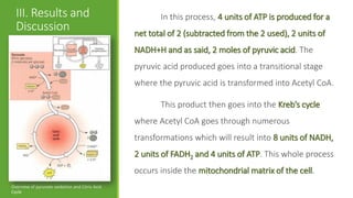 III. Results and                                      In this process, 4 units of ATP is produced for a
  Discussion                                     net total of 2 (subtracted from the 2 used), 2 units of
                                                 NADH+H and as said, 2 moles of pyruvic acid. The
                                                 pyruvic acid produced goes into a transitional stage
                                                 where the pyruvic acid is transformed into Acetyl CoA.

                                                        This product then goes into the Kreb’s cycle
                                                 where Acetyl CoA goes through numerous
                                                 transformations which will result into 8 units of NADH,
                                                 2 units of FADH2 and 4 units of ATP. This whole process
                                                 occurs inside the mitochondrial matrix of the cell.
Overview of pyruvate oxidation and Citric Acid
Cycle
 