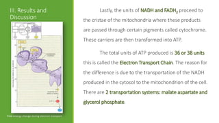 III. Results and                                    Lastly, the units of NADH and FADH2 proceed to
  Discussion                                   the cristae of the mitochondria where these products
                                               are passed through certain pigments called cytochrome.
                                               These carriers are then transformed into ATP.

                                                      The total units of ATP produced is 36 or 38 units
                                               this is called the Electron Transport Chain. The reason for
                                               the difference is due to the transportation of the NADH
                                               produced in the cytosol to the mitochondrion of the cell.
                                               There are 2 transportation systems: malate aspartate and
                                               glycerol phosphate.

Free-energy change during electron transport
 