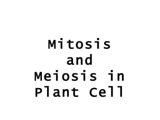 Mitosis and Meiosis in Plant Cell  
