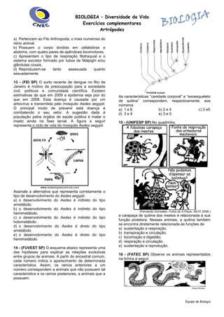 BIOLOGIA – Diversidade da Vida
Exercícios complementares
Artrópodes
Equipe de Biologia
a) Pertencem ao Filo Arthropoda, o mais numeroso do
reino animal.
b) Possuem o corpo dividido em cefalotórax e
abdome, com quatro pares de apêndices locomotores.
c) Apresentam o tipo de respiração filotraquial e o
sistema excretor formado por tubos de Malpighi e/ou
glândulas coxais.
d) Reproduzem-se tanto assexuada quanto
sexuadamente.
13 - (FEI SP) O surto recente de dengue no Rio de
Janeiro é motivo de preocupação para a sociedade
civil, políticos e comunidade científica. Existem
estimativas de que em 2009 a epidemia seja pior do
que em 2008. Esta doença é causada por um
arbovírus e transmitida pelo mosquito Aedes aegypti.
O principal modo de prevenir esta doença é
combatendo o seu vetor. A sugestão dada à
população pelos órgãos de saúde pública é matar o
inseto ainda na fase larval. A figura a seguir
representa o ciclo de vida do mosquito Aedes aegypti.
Assinale a alternativa que representa corretamente o
tipo de desenvolvimento do Aedes aegypti.
a) o desenvolvimento do Aedes é indireto do tipo
ametábolo.
b) o desenvolvimento do Aedes é indireto do tipo
hemimetábolo.
c) o desenvolvimento do Aedes é indireto do tipo
holometábolo.
d) o desenvolvimento do Aedes é direto do tipo
ametábolo
e) o desenvolvimento do Aedes é direto do tipo
hemimetábolo
14 - (FUVEST SP) O esquema abaixo representa uma
das hipóteses para explicar as relações evolutivas
entre grupos de animais. A partir do ancestral comum,
cada número indica o aparecimento de determinada
característica. Assim, os ramos anteriores a um
número correspondem a animais que não possuem tal
característica e os ramos posteriores, a animais que a
possuem.
As características “cavidade corporal” e “exoesqueleto
de quitina” correspondem, respectivamente, aos
números
a) 1 e 6 b) 2 e 4 c) 2 e5
d) 3 e 4 e) 3 e 5
15 - (UNIFESP SP) No quadrinho,
(Fernando Gonsales. Folha de S.Paulo, 08.07.2008.)
a carapaça de quitina dos insetos é relacionada à sua
função protetora. Nesses animais, a quitina também
se encontra diretamente relacionada às funções de
a) sustentação e respiração.
b) transpiração e circulação.
c) locomoção e digestão.
d) respiração e circulação.
e) sustentação e reprodução.
16 - (FATEC SP) Observe os animais representados
na tirinha a seguir.
 