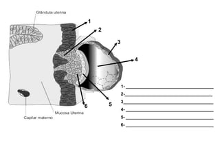 1
6 5
4
3
2
1- _____________________________________
2-_____________________________________
3______________________________________
4- _____________________________________
5- _____________________________________
6- _____________________________________
 