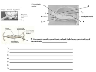 5
2
4
1
Extremidade
caudal
3
Placa precordal
7
6
O disco embrionário constituído pelos três folhetos germinativos é
denominado ________________________
1- _____________________________________________________________
2- _____________________________________________________________
3- _____________________________________________________________
4- _____________________________________________________________
5- _____________________________________________________________
6- _____________________________________________________________
7- _____________________________________________________________
 