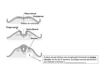 Placa neural
Ectoderme
Restos de notocorda
Sulco Neural
Somito
1
A placa neural sofrerá uma invaginação formando as pregas
neurais. Ao fim da 3ª semana, as pregas neurais aproximam-
se e fecham e formam o ___________________
Prega neural
 