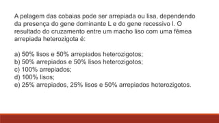 A pelagem das cobaias pode ser arrepiada ou lisa, dependendo
da presença do gene dominante L e do gene recessivo l. O
resultado do cruzamento entre um macho liso com uma fêmea
arrepiada heterozigota é:
a) 50% lisos e 50% arrepiados heterozigotos;
b) 50% arrepiados e 50% lisos heterozigotos;
c) 100% arrepiados;
d) 100% lisos;
e) 25% arrepiados, 25% lisos e 50% arrepiados heterozigotos.

 