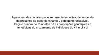 A pelagem das cobaias pode ser arrepiada ou lisa, dependendo
da presença do gene dominante L e do gene recessivo l.
Faça o quadro de Punnett e dê as proporções genotípicas e
fenotípicas do cruzamento de indivíduos LL x ll e Ll x Ll

 