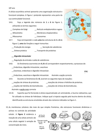 10º ano
A célula eucariótica animal apresenta uma organização estrutural e
funcional complexa. A Figura 1 pretende representar uma parte da
sua continuidade funcional.
14.6.

Faça a legenda dos números de 1 a 6 da Figura 1,

utilizando os termos seguintes:
__ Complexo de Golgi

__ Retículo endoplasmático rugoso

__ Mitocôndria

__ Membrana citoplasmática

__ Ribossomas

__ Lisossomas

14.7.

Faça corresponder a cada uma das estruturas de 1 a 6 da

Figura 1, uma das funções a seguir transcritas:
__ Produção de energia
__ Síntese proteica

__ Secreção de substâncias
__ Transporte de proteínas

__ Digestão intracelular
__ Regulação da entrada e saída de substâncias
14.8.

Os fenómenos ocorrentes em A, B e C correspondem respectivamente, a processos de:

__Endocitose, digestão intracelular, exocitose
__Exocitose, endocitose e digestão intracelular.
__Endocitose, exocitose e digestão intracelular.
14.9.

Assinale a opção correcta

FIG
1

Durante os fenómenos C e D, ocorrem os seguintes tipos de reacções:

__reações de síntese de proteínas.

__reacções de síntese e hidrólise de proteínas.

__reações de hidrólise de biomoléculas.

__reacções de síntese de biomoléculas.

Assinale a opção mais correcta
14.10.

Suponha que foi fornecida à célula esquematizada um aminoácido, a leucina radioactiva, que

foi utilizada na síntese de hidrolases. Indique qual o trajecto seguido pela leucina dentro da célula,
identificando as estruturas envolvidas através dos números indicados na Figura 1.
15. As membranas celulares são mais do que simples fronteiras, são estruturas funcionais dinâmicas e
activas no controlo da actividade
celular. A Figura 2 evidencia a
reacção de uma célula animal e de
uma célula vegetal à variação da
concentração do meio.

 