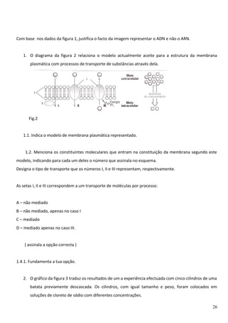Com base nos dados da figura 1, justifica o facto da imagem representar o ADN e não o ARN.
1. O diagrama da figura 2 relaciona o modelo actualmente aceite para a estrutura da membrana
plasmática com processos de transporte de substâncias através dela.

Fig.2
1.1. Indica o modelo de membrana plasmática representado.
1.2. Menciona os constituintes moleculares que entram na constituição da membrana segundo este
modelo, indicando para cada um deles o número que assinala no esquema.
Designa o tipo de transporte que os números I, II e III representam, respectivamente.
As setas I, II e III correspondem a um transporte de moléculas por processo:
A – não mediado
B – não mediado, apenas no caso I
C – mediado
D – mediado apenas no caso III.
( assinala a opção correcta )
1.4.1. Fundamenta a tua opção.
2. O gráfico da figura 3 traduz os resultados de um a experiência efectuada com cinco cilindros de uma
batata previamente descascada. Os cilindros, com igual tamanho e peso, foram colocados em
soluções de cloreto de sódio com diferentes concentrações.
26

 