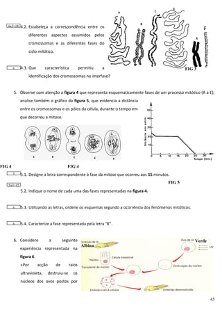 6x3=18

4.2. Estabeleça a correspondência entre os
diferentes aspectos assumidos pelos
cromossomas e as diferentes fases do
ciclo mitótico.

6

4.3. Que

característica

permitiu

a

FIG 3

identificação dos cromossomas na interfase?
5. Observe com atenção a figura 4 que representa esquematicamente fases de um processo mitótico (A a E);
analise também o gráfico da figura 5, que evidencia a distância
entre os cromossomas e os pólos da célula, durante o tempo em
que decorreu a mitose.

FIG 4

FIG 4
5

5.1. Designe a letra correspondente à fase da mitose que ocorreu aos 15 minutos.
FIG 5

5x3=15

5.2. Indique o nome de cada uma das fases representadas na figura 4.

6

5.3. Utilizando as letras, ordene os esquemas segundo a ocorrência dos fenómenos mitóticos.

6

5.4. Caracterize a fase representada pela letra “E”.

6. Considere

a

seguinte

experiência representada na

Albina

Verde

figura 6.
«Por

acção

ultravioleta,

de
destruiu-se

raios
os

núcleos dos ovos postos por

45

 