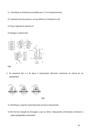 2.1 Identifique os fenómenos assinalados por I, II e III respectivamente.
2.2 Sob ponto de vista químico, em que diferem as moléculas A e B?
2.3 Faça a legenda do esquema III.
2.4 Designe o tripleto GCU.

Fig2
3. Os esquemas A,B e C da figura 3 representam diferentes momentos da síntese de um
polipeptídeo.

Fig3
3.1 Identifique o organito responsável pelo processo representado.
3.2 No final da tradução da mensagem a que se refere a fig3,quantos aminoácidos constituem a
cadeia polipeptídica sintetizada?

49

 