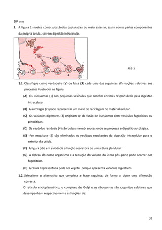 10º ano
1. A figura 1 mostra como substâncias capturadas do meio externo, assim como partes componentes
da própria célula, sofrem digestão intracelular.

FIG 1

1.1. Classifique como verdadeira (V) ou falsa (F) cada uma das seguintes afirmações, relativas aos
processos ilustrados na figura.
(A) Os lisossomas (1) são pequenas vesículas que contêm enzimas responsáveis pela digestão
intracelular.
(B) A autofagia (2) pode representar um meio de reciclagem do material celular.
(C) Os vacúolos digestivos (3) originam-se da fusão de lisossomos com vesículas fagocíticas ou
pinocíticas.
(D) Os vacúolos residuais (4) são bolsas membranosas onde se processa a digestão autofágica.
(E) Por exocitose (5) são eliminados os resíduos resultantes da digestão intracelular para o
exterior da célula.
(F) A figura põe em evidência a função secretora de uma célula glandular.
(G) A defesa do nosso organismo e a redução do volume do útero pós parto pode ocorrer por
fagocitose.
(H) A célula representada pode ser vegetal porque apresenta vacúolos digestivos.
1.2. Seleccione a alternativa que completa a frase seguinte, de forma a obter uma afirmação
correcta.
O retículo endoplasmático, o complexo de Golgi e os ribossomas são organitos celulares que
desempenham respectivamente as funções de:

53

 