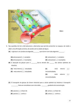 FIG 2

6. Nas questões de 1.1 a 1.4 seleccione a alternativa que permite preencher os espaços, de modo a
obter uma afirmação correcta, de acordo com os dados da figura.
(A) A glicose é um produto da digestão________ que ocorre num tubo digestivo _______.
(A) extracorporal […] completo

(C) extracelular […] completo

(B) extracorporal […] incompleto

(D) extracelular […] incompleto

(B) A absorção da glicose para o ________faz-se através das ______ das células epiteliais do
intestino.
(A) meio interno […] vilosidades

(C)

(B) meio externo […] vilosidades

microvilosidades
(D)

meio
meio

interno

[…]

externo

[…]

microvilosidades
(C) O transporte da glicose do lúmen intestinal para a célula epitelial do intestino é transporte
_________ feito em simultâneo com o do sódio, ________ gradiente de concentração.
(A) passivo […] a favor do

(C) activo […] a favor do

(B) passivo […] contra o

(D) activo […] contra o

57

 