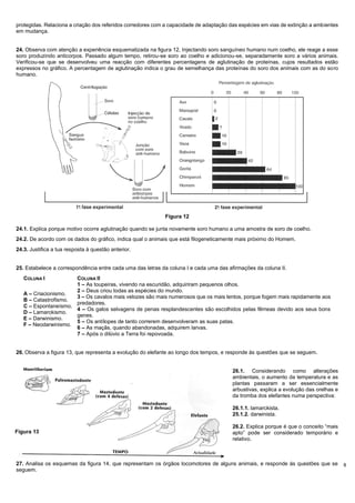 8
protegidas. Relaciona a criação dos referidos corredores com a capacidade de adaptação das espécies em vias de extinção a ambientes
em mudança.
24. Observa com atenção a experiência esquematizada na figura 12, Injectando soro sanguíneo humano num coelho, ele reage a esse
soro produzindo anticorpos. Passado algum tempo, retirou-se soro ao coelho e adicionou-se, separadamente soro a vários animais.
Verificou-se que se desenvolveu uma reacção com diferentes percentagens de aglutinação de proteínas, cujos resultados estão
expressos no gráfico. A percentagem de aglutinação indica o grau de semelhança das proteínas do soro dos animais com as do soro
humano.
Figura 12
24.1. Explica porque motivo ocorre aglutinação quando se junta novamente soro humano a uma amostra de soro de coelho.
24.2. De acordo com os dados do gráfico, indica qual o animais que está filogeneticamente mais próximo do Homem.
24.3. Justifica a tua resposta à questão anterior.
25. Estabelece a correspondência entre cada uma das letras da coluna I e cada uma das afirmações da coluna II.
COLUNA I COLUNA II
A – Criacionismo.
B – Catastrofismo.
C – Espontaneísmo.
D – Lamarckismo.
E – Darwinismo.
F – Neodarwinismo.
1 – As toupeiras, vivendo na escuridão, adquiriram pequenos olhos.
2 – Deus criou todas as espécies do mundo.
3 – Os cavalos mais velozes são mais numerosos que os mais lentos, porque fogem mais rapidamente aos
predadores.
4 – Os galos selvagens de penas resplandescentes são escolhidos pelas fêmeas devido aos seus bons
genes.
5 – Os antílopes de tanto correrem desenvolveram as suas patas.
6 – As maçãs, quando abandonadas, adquirem larvas.
7 – Após o dilúvio a Terra foi repovoada.
26. Observa a figura 13, que representa a evolução do elefante ao longo dos tempos, e responde às questões que se seguem.
26.1. Considerando como alterações
ambientais, o aumento da temperatura e as
plantas passaram a ser essencialmente
arbustivas, explica a evolução das orelhas e
da tromba dos elefantes numa perspectiva:
26.1.1. lamarckista.
25.1.2. darwinista.
26.2. Explica porque é que o conceito “mais
apto” pode ser considerado temporário e
relativo.
27. Analisa os esquemas da figura 14, que representam os órgãos locomotores de alguns animais, e responde ás questões que se
seguem.
Figura 13
 