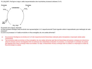 18. (Ufg 2007) Na figura a seguir, estão esquematizados dois importantes processos celulares (I e II).
De acordo com a figura, responda:
a) Qual processo fisiológico está envolvido nas representações I e II, respectivamente? Qual organela celular é especializada para realização de cada
processo?
b) Como os processos I e II estão envolvidos no fluxo energético de uma cadeia alimentar?
a) Os processos fisiológicos envolvidos em l e ll são respectivamente fotossíntese realizado pelos cloroplastos e respiração celular pelas
mitocôndrias.
b) Tais processos estão envolvidos no fluxo energético de uma cadeia alimentar pelo fato da fotossíntese armazenar a energia provinda da luz
solar em energia química nas ligações entre os carbonos dos carboidratos produzidos no processo, e a respiração é o processo de quebra
das ligações para retirar a energia nelas acumuladas. Ou seja, a fotossíntese introduz a energia solar na cadeia e a respiração é a base do
fluxo de energia na cadeia.
 