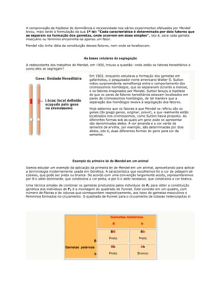 A comprovação da hipótese de dominância e recessividade nos vários experimentos efetuados por Mendel
levou, mais tarde à formulação da sua 1º lei: “Cada característica é determinada por dois fatores que
se separam na formação dos gametas, onde ocorrem em dose simples”, isto é, para cada gameta
masculino ou feminino encaminha-se apenas um fator.

Mendel não tinha idéia da constituição desses fatores, nem onde se localizavam.



                                     As bases celulares da segregação

A redescoberta dos trabalhos de Mendel, em 1900, trouxe a questão: onde estão os fatores hereditários e
como eles se segregam?

                                        Em 1902, enquanto estudava a formação dos gametas em
                                        gafanhotos, o pesquisador norte americano Walter S. Sutton
                                        notou surpreendente semelhança entre o comportamento dos
                                        cromossomos homólogos, que se separavam durante a meiose,
                                        e os fatores imaginados por Mendel. Sutton lançou a hipótese
                                        de que os pares de fatores hereditários estavam localizados em
                                        pares de cromossomos homólogos, de tal maneira que a
                                        separação dos homólogos levava à segregação dos fatores.

                                        Hoje sabemos que os fatores a que Mendel se referiu são os
                                        genes (do grego genos, originar, provir), e que realmente estão
                                        localizados nos cromossomos, como Sutton havia proposto. As
                                        diferentes formas sob as quais um gene pode se apresentar
                                        são denominadas alelos. A cor amarela e a cor verde da
                                        semente de ervilha, por exemplo, são determinadas por dois
                                        alelos, isto é, duas diferentes formas do gene para cor da
                                        semente.




                             Exemplo da primeira lei de Mendel em um animal

Vamos estudar um exemplo da aplicação da primeira lei de Mendel em um animal, aproveitando para aplicar
a terminologia modernamente usada em Genética. A característica que escolhemos foi a cor da pelagem de
cobaias, que pode ser preta ou branca. De acordo com uma convenção largamente aceita, representaremos
por B o alelo dominante, que condiciona a cor preta, e por b o alelo recessivo, que condiciona a cor branca.

Uma técnica simples de combinar os gametas produzidos pelos indivíduos de F1 para obter a constituição
genética dos indivíduos de F2 é a montagem do quadrado de Punnet. Este consiste em um quadro, com
número de fileiras e de colunas que correspondem respectivamente, aos tipos de gametas masculinos e
femininos formados no cruzamento. O quadrado de Punnet para o cruzamento de cobaias heterozigotas é:




                                                      Gametas maternos

                                                       B                  b

                                                      BB                 Bb

                                                     Preto              Preto
                                           B
                         Gametas paternos             Bb                 bb

                                           b         Preto              Branco
 