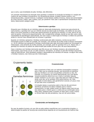 que a outra, suas tonalidades de pele, fenótipo, são diferentes.

Um exemplo interessante de interação entre genótipo e ambiente na produção do fenótipo é a reação dos
coelhos da raça himalaia à temperatura. Em temperaturas baixas, os pelos crescem pretos e, em
temperaturas altas, crescem brancos. A pelagem normal desses coelhos é branca, menos nas extremidades
do corpo (focinho, orelha, rabo e patas), que, por perderem mais calor e apresentarem temperatura mais
baixa, desenvolvem pelagem preta.



                                          Determinando o genótipo

Enquanto que o fenótipo de um indivíduo pode ser observado diretamente, mesmo que seja através de
instrumentos, o genótipo tem que ser inferido através da observação do fenótipo, da análise de seus pais,
filhos e de outros parentes ou ainda pelo sequenciamento do genoma do indivíduo, ou seja, leitura do que
está nos genes. A técnica do sequenciamento, não é amplamente utilizada, devido ao seu alto custo e pela
necessidade de aparelhagem especializada. Por esse motivo a observação do fenótipo e análise dos parentes
ainda é o recurso mais utilizado para se conhecer o genótipo.

Quando um indivíduo apresenta o fenótipo condicionado pelo alelo recessivo, conclui-se que ele é
homozigoto quanto ao alelo em questão. Por exemplo, uma semente de ervilha verde é sempre homozigota
vv. Já um indivíduo que apresenta o fenótipo condicionado pelo alelo dominante poderá ser homozigoto ou
heterozigoto. Uma semente de ervilha amarela, por exemplo, pode ter genótipo VV ou Vv. Nesse caso, o
genótipo do indivíduo só poderá ser determinado pela análise de seus pais e de seus descendentes.

Caso o indivíduo com fenótipo dominante seja filho de pai com fenótipo recessivo, ele certamente será
heterozigoto, pois herdou do pai um alelo recessivo. Entretanto, se ambos os pais têm fenótipo dominante,
nada se pode afirmar. Será necessário analisar a descendência do indivíduo em estudo: se algum filho exibir
o fenótipo recessivo, isso indica que ele é heterozigoto.




                                                              Cruzamento-teste



                                    Este cruzamento é feito com um indivíduo homozigótico recessivo
                                    para o fator que se pretende estudar, que facilmente se identifica
                                    pelo seu fenótipo e um outro de genótipo conhecido ou não. Por
                                    exemplo, se cruzarmos um macho desconhecido com uma fêmea
                                    recessiva podemos determinar se o macho é portador daquele
                                    caráter recessivo ou se é puro. Caso este seja puro todos os filhos
                                    serão como ele, se for portador 25% serão brancos, etc. Esta
                                    explicação é muito básica, pois geralmente é preciso um pouco mais
                                    do que este único cruzamento.

                                    A limitação destes cruzamentos está no fato de não permitirem
                                    identificar portadores de alelos múltiplos para a mesma
                                    característica, ou seja, podem existir em alguns casos mais do que
                                    dois alelos para o mesmo gene e o efeito da sua combinação variar.
                                    Além disso, podemos estar cruzando um fator para o qual o macho
                                    ou fêmea teste não são portadores, mas sim de outros alelos.




                                     Construindo um heredograma


No caso da espécie humana, em que não se pode realizar experiências com cruzamentos dirigidos, a
determinação do padrão de herança das características depende de um levantamento do histórico das
 