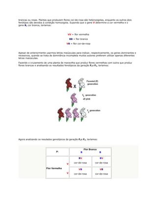 brancas ou rosas. Plantas que produzem flores cor-de-rosa são heterozigotas, enquanto os outros dois
fenótipos são devidos à condição homozigota. Supondo que o gene V determine a cor vermelha e o
gene B, cor branca, teríamos:



                                           VV = flor vermelha

                                              BB = flor branca

                                          VB = flor cor-de-rosa



Apesar de anteriormente usarmos letras maiúsculas para indicar, respectivamente, os genes dominantes e
recessivos, quando se trata de dominância incompleta muitos autores preferem utilizar apenas diferentes
letras maiúsculas.

Fazendo o cruzamento de uma planta de maravilha que produz flores vermelhas com outra que produz
flores brancas e analisando os resultados fenotípicos da geração F1e F2, teríamos:




Agora analizando os resulados genotípicos da geração F1e F2, teríamos:



                                                           Flor Branca
                                 P:                    B                 B

                                                      BV                 BV

                                                  cor-de-rosa       cor-de-rosa
                                          V

                        Flor Vermelha                 VB                 VB
                                          V       cor-de-rosa       cor-de-rosa
 
