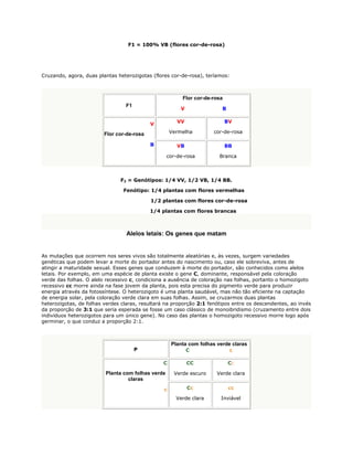 F1 = 100% VB (flores cor-de-rosa)




Cruzando, agora, duas plantas heterozigotas (flores cor-de-rosa), teríamos:



                                                         Flor cor-de-rosa
                                 F1
                                                         V               B

                                                       VV                   BV
                                            V

                         Flor cor-de-rosa            Vermelha        cor-de-rosa

                                            B          VB                   BB

                                                   cor-de-rosa          Branca



                               F2 = Genótipos: 1/4 VV, 1/2 VB, 1/4 BB.

                                Fenótipo: 1/4 plantas com flores vermelhas

                                            1/2 plantas com flores cor-de-rosa

                                            1/4 plantas com flores brancas



                                  Alelos letais: Os genes que matam


As mutações que ocorrem nos seres vivos são totalmente aleatórias e, às vezes, surgem variedades
genéticas que podem levar a morte do portador antes do nascimento ou, caso ele sobreviva, antes de
atingir a maturidade sexual. Esses genes que conduzem à morte do portador, são conhecidos como alelos
letais. Por exemplo, em uma espécie de planta existe o gene C, dominante, responsável pela coloração
verde das folhas. O alelo recessivo c, condiciona a ausência de coloração nas folhas, portanto o homozigoto
recessivo cc morre ainda na fase jovem da planta, pois esta precisa do pigmento verde para produzir
energia através da fotossíntese. O heterozigoto é uma planta saudável, mas não tão eficiente na captação
de energia solar, pela coloração verde clara em suas folhas. Assim, se cruzarmos duas plantas
heterozigotas, de folhas verdes claras, resultará na proporção 2:1 fenótipos entre os descendentes, ao invés
da proporção de 3:1 que seria esperada se fosse um caso clássico de monoibridismo (cruzamento entre dois
indivíduos heterozigotos para um único gene). No caso das plantas o homozigoto recessivo morre logo após
germinar, o que conduz a proporção 2:1.



                                                     Planta com folhas verde claras
                                      P                      C               c

                                                C            CC              Cc

                         Planta com folhas verde      Verde escuro     Verde clara
                                  claras

                                                 c           Cc              cc

                                                       Verde clara      Inviável
 