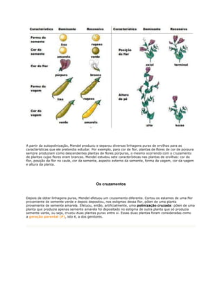 A partir da autopolinização, Mendel produziu e separou diversas linhagens puras de ervilhas para as
características que ele pretendia estudar. Por exemplo, para cor de flor, plantas de flores de cor de púrpura
sempre produziam como descendentes plantas de flores púrpuras, o mesmo ocorrendo com o cruzamento
de plantas cujas flores eram brancas. Mendel estudou sete características nas plantas de ervilhas: cor da
flor, posição da flor no caule, cor da semente, aspecto externo da semente, forma da vagem, cor da vagem
e altura da planta.




                                             Os cruzamentos


Depois de obter linhagens puras, Mendel efetuou um cruzamento diferente. Cortou os estames de uma flor
proveniente de semente verde e depois depositou, nos estigmas dessa flor, pólen de uma planta
proveniente de semente amarela. Efetuou, então, artificialmente, uma polinização cruzada: pólen de uma
planta que produzia apenas semente amarela foi depositado no estigma de outra planta que só produzia
semente verde, ou seja, cruzou duas plantas puras entre si. Essas duas plantas foram consideradas como
a geração parental (P), isto é, a dos genitores.
 