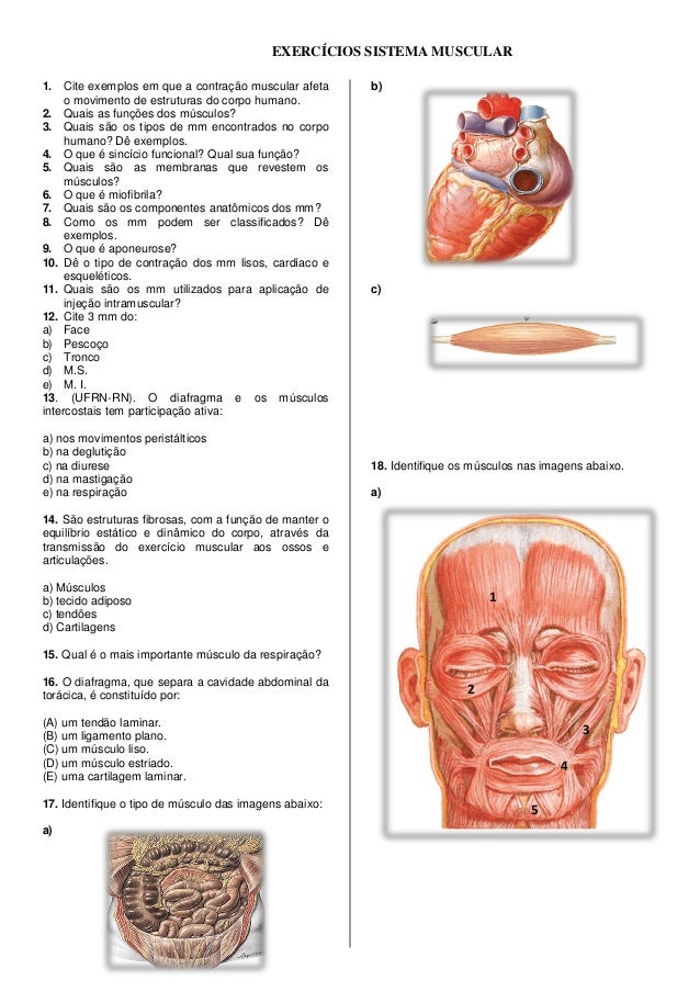 sistema-muscular-pdf