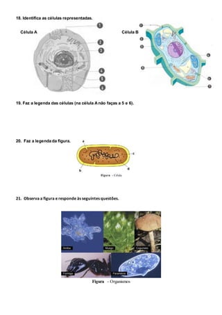18. Identifica as células representadas.
Célula A Célula B
19. Faz a legenda das células (na célula Anão faças a 5 e 6).
20. Faz a legenda da figura.
Figura - Célula
21. Observa a figura e responde às seguintes questões.
Figura - Organismos
 