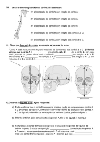 10. Utilize a terminologia anatômica correta para descrever :
11. Observe a figura a, do crânio, e complete as lacunas do texto:
“Como A está mais próximo do plano mediano, se comparado aos pontos B e C , podemos
afirmar que o ponto A é______________ em relação a B e C. Já o ponto C, por estar
mais próximo do plano lateral está localizado ________________em relação a A e B.
Obviamente B é ___________ em relação a A e _____________ em relação a C. Já em
relação a A e C, o ponto B é ________________”
12.Observe as figuras b e c. Agora responda:
a) Pode-se afirmar que o ponto B ocupa uma posição média se comparado aos pontos A
e C em ambas as figuras? Justifique descrevendo o termo de localização dos pontos A
e C da figura b, e também os termos para os mesmos pontos, porém da figura c.
b) O termo anterior, pode ser aplicado aos pontos A, B e C da figura b ? Justifique
c) Complete as lacunas da frase que explica a localização dos pontos da figura c do
crânio: “o ponto B ocupa uma posição _________________ com relação aos pontos A
e C, porém, se comparado apenas ao ponto C, diremos que está _______________,
mas se o ponto B for comparado ao ponto A , diremos que está ________________.
1º) a localização do ponto C com relação ao ponto A;
2º) a localização do ponto B com relação ao ponto A;
3º) a localização do ponto B com relação ao ponto C;
4º) a localização do ponto B com relação aos pontos A e C;
5º) a localização do ponto A com relação aos pontos B e C.
 