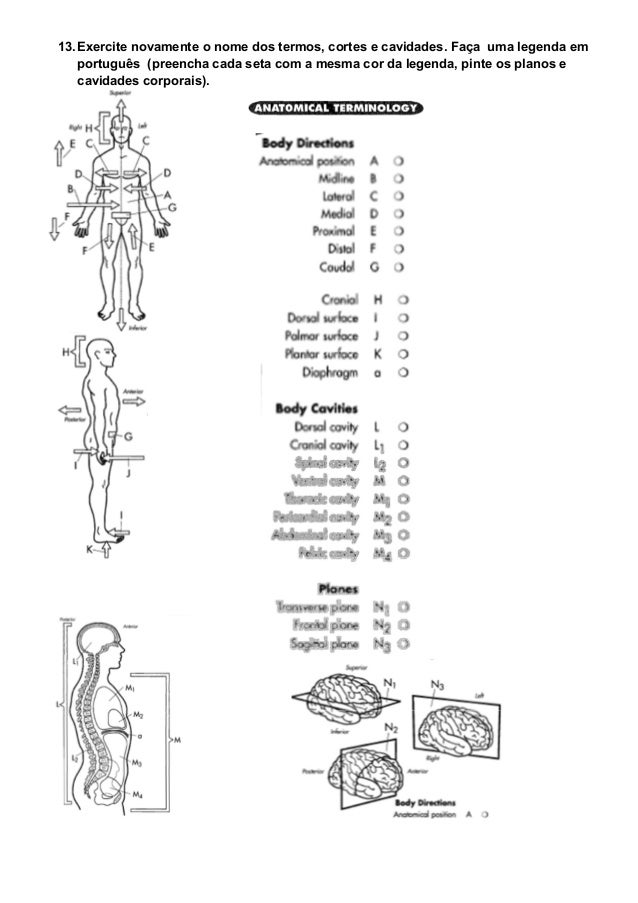 Exercicio anatomia planos